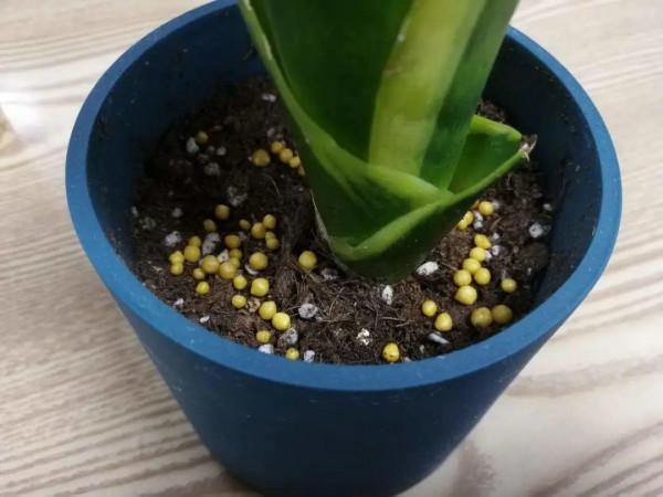 現在給花上秋肥,杆子粗、葉子密,不然冬天都凍死 現在給花上秋肥,杆子粗、葉子密,不然冬天都凍死