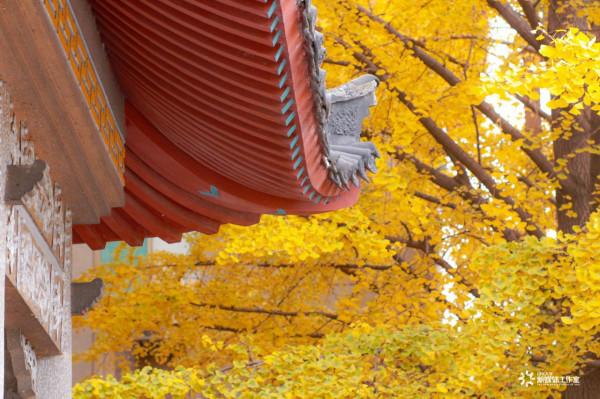 上大學像在“度假”?中國這14所高校風景美如畫,簡直是在拉仇恨 上大學像在“度假”?中國這14所高校風景美如畫,簡直是在拉仇恨