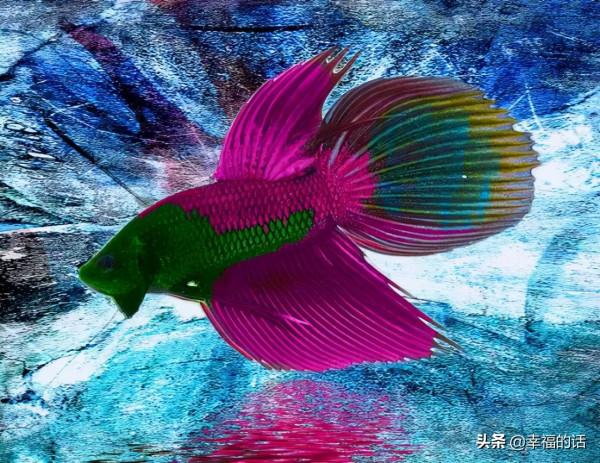 全世界最，最美的魚、最罕見的鳥，集齊了！大開眼界