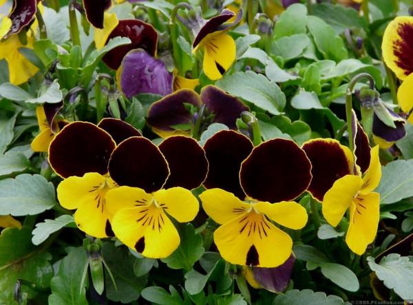 5種“耐寒花”，好看不怕凍，低溫也能爆花，一直開到初夏