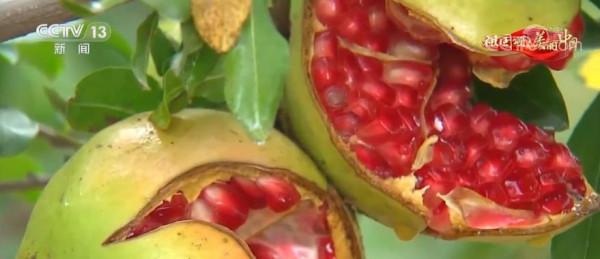 「祖國頌·美麗中國」安徽淮北:荒山綠石榴紅 美麗鄉村迎客來 「祖國頌·美麗中國」安徽淮北:荒山綠石榴紅 美麗鄉村迎客來