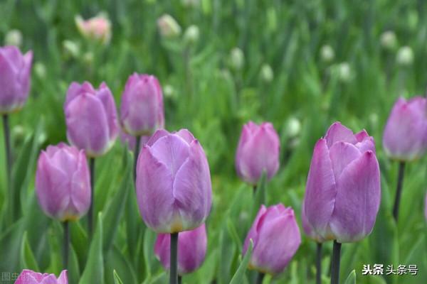 民間故事:老牛報恩 民間故事:老牛報恩