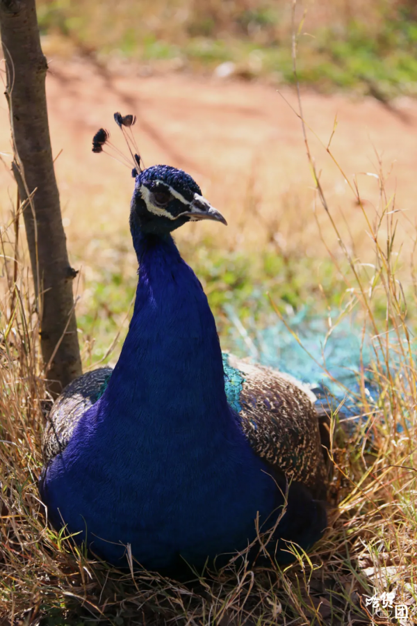 春節嗨玩預警！雲南野生動物園&OpenCurlyDoubleQuote;萌虎&rdquo;陪你賀新年，2022虎虎生威