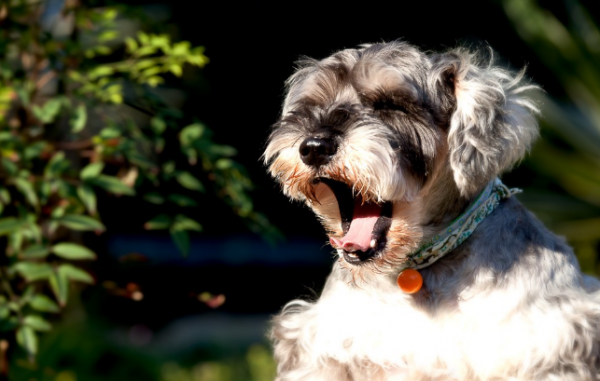 8種“最受歡迎”的小型犬，巴哥居然上榜了
