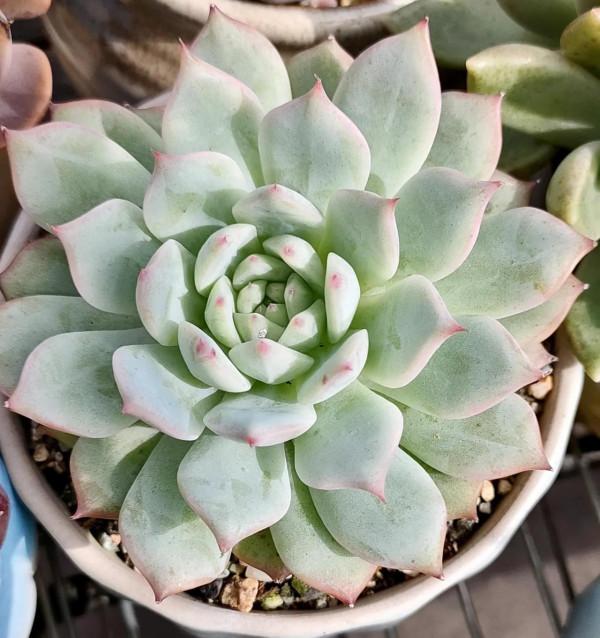 回應昨天很多頭條朋友的問題，整理多肉養護的一點心得提供給大家