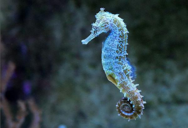 動物也有較為複雜的情感嗎? 動物也有較為複雜的情感嗎?