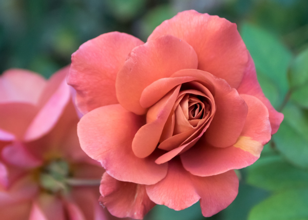 志向遠大,能屈能伸的星座,懂得知進退,是不可多得的人才 志向遠大,能屈能伸的星座,懂得知進退,是不可多得的人才