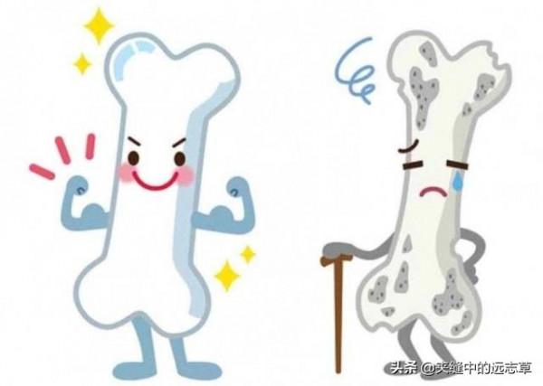 骨量丟失,骨質疏鬆?送你六味中藥,陰陽雙補,活血化瘀,強筋骨 骨量丟失,骨質疏鬆?送你六味中藥,陰陽雙補,活血化瘀,強筋骨