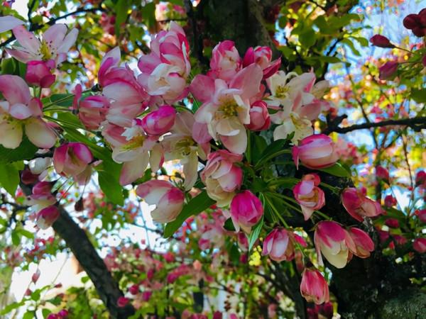 “家裡有棵樹，代代都富有”！室內養樹，建議從這9種裡面選