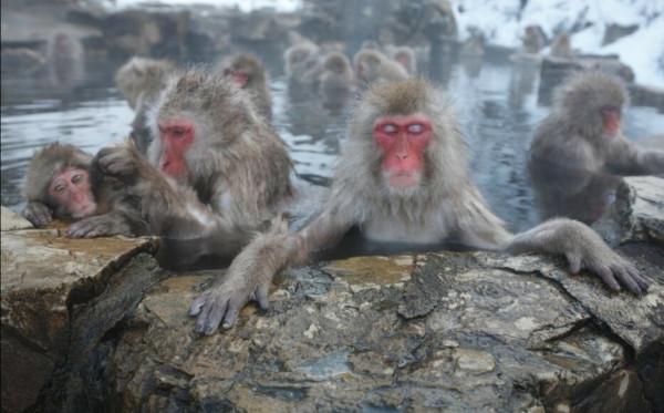 在日本，有泡溫泉的猴子