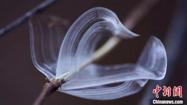 山西發現罕見“冰蝴蝶”，央視曾多次報道，究竟是什麼？