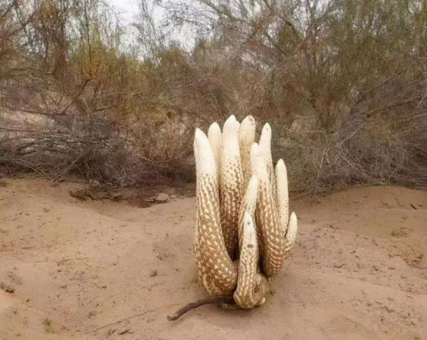 內蒙34歲男子借200萬包下荒漠,幾年後成當地首富,黃沙中真有黃金? 內蒙34歲男子借200萬包下荒漠,幾年後成當地首富,黃沙中真有黃金?