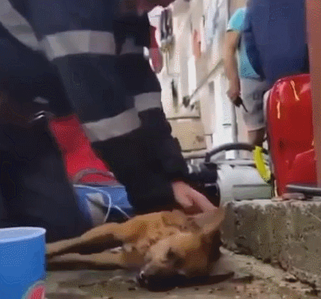 30張活久見的照片，消防員給昏迷的狗做人工呼吸，猩猩戴墨鏡耍酷