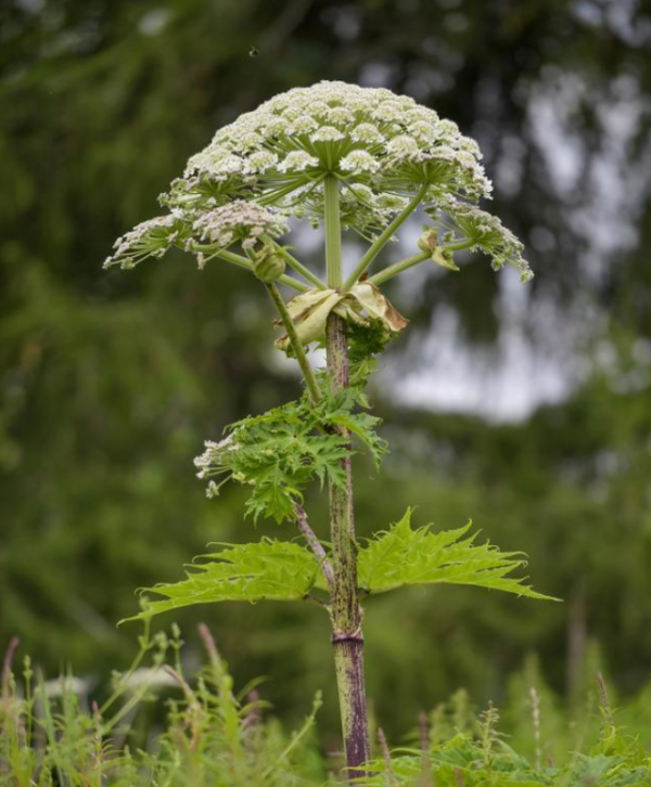 這種野草雖然常見，但沾到面板易起“大水泡”，戶外出遊可得當心