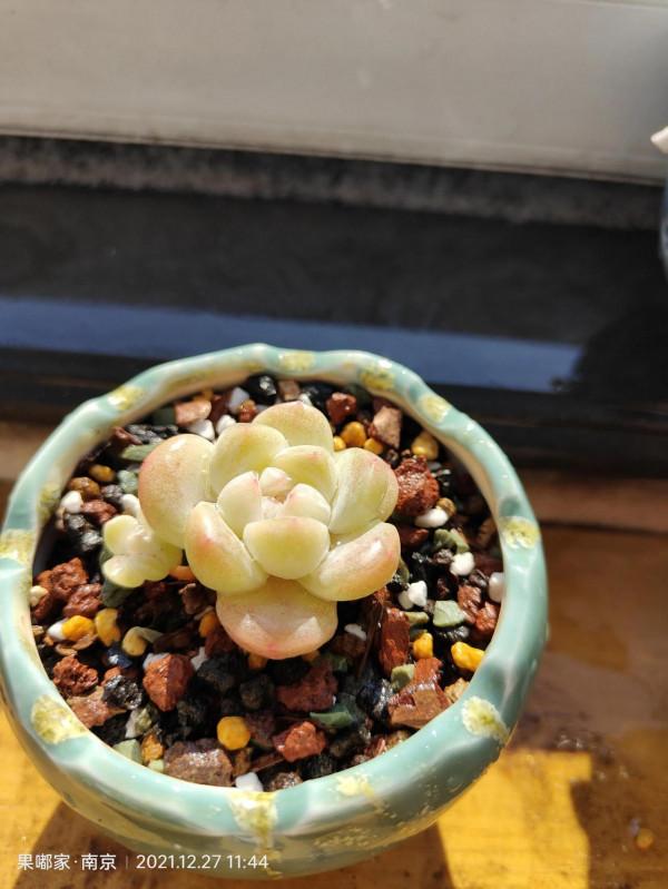 花園，美肉，怎可缺席