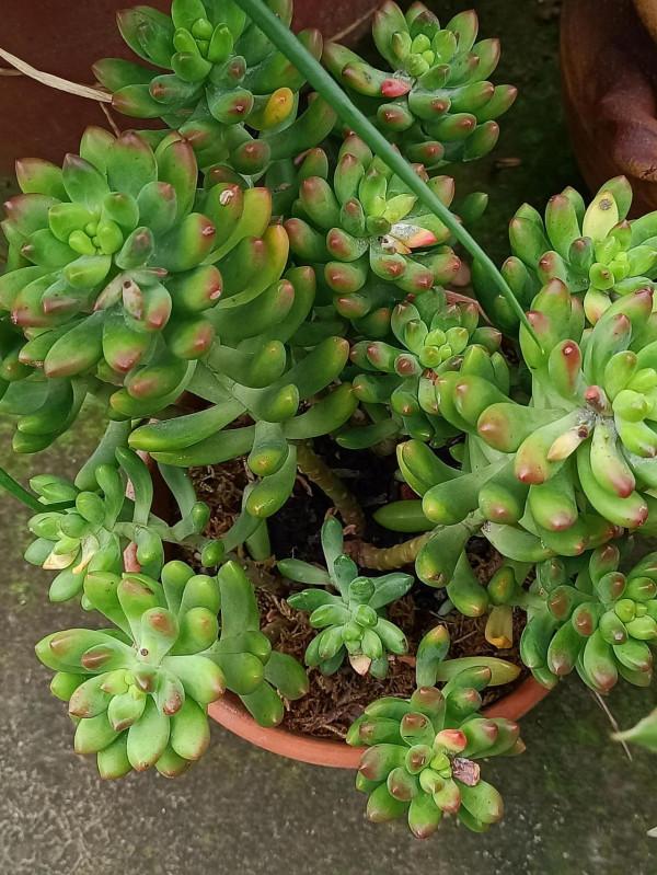 紅紅火火過年的肉肉