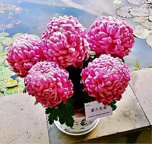 兼六香菊-花團錦簇，端莊典雅，觀賞性極高