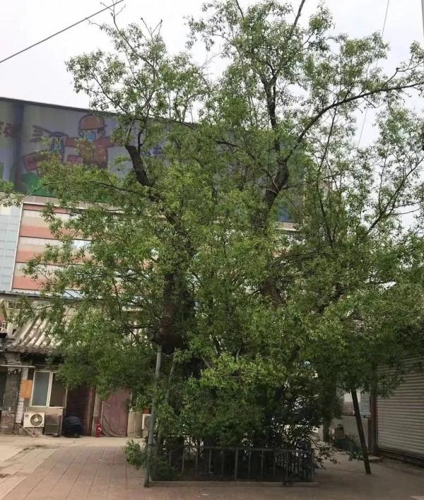 《堡壘》第一集 | 國立蒙藏學校:中國共產黨第一個少數民族黨支部成立的搖籃 《堡壘》第一集 | 國立蒙藏學校:中國共產黨第一個少數民族黨支部成立的搖籃