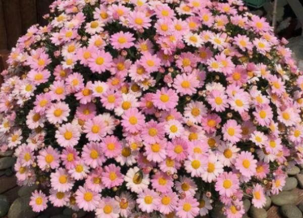 5種漂亮花卉，個個開成大花球，看見都想養