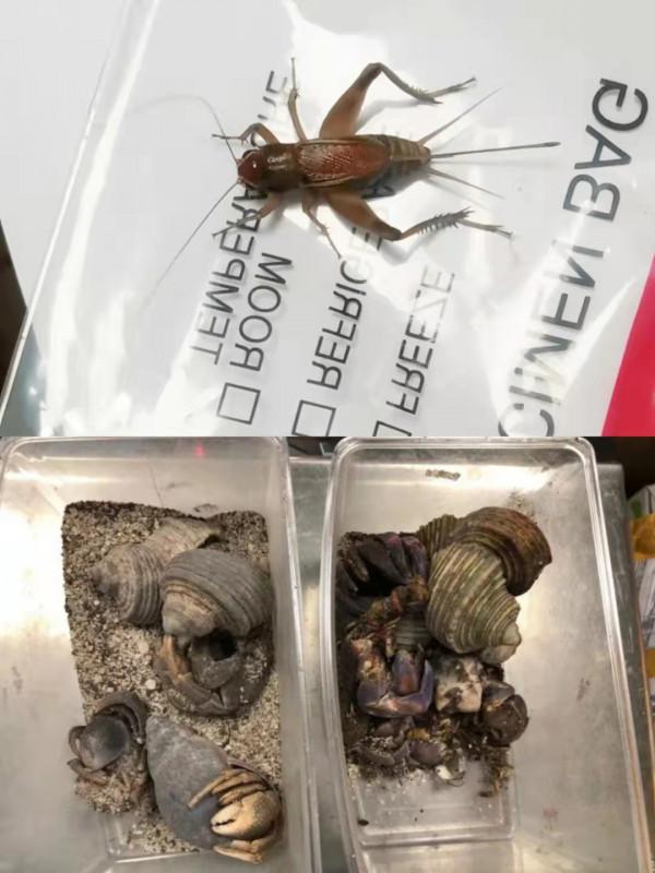 從國外購買寄居蟹、蟋蟀郵寄或攜帶回國（入境）可行嗎？