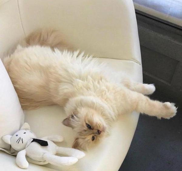 他是香奈兒藝術總監，為減肥暴瘦42公斤，數十億遺產留給了一隻貓