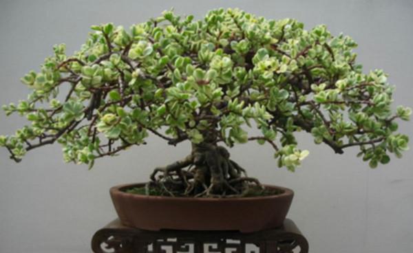 養金枝玉葉,冬天做好1個“保證”,記住“3合理”,長得也很快 養金枝玉葉,冬天做好1個“保證”,記住“3合理”,長得也很快