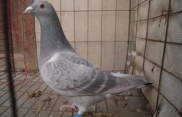 石板鴿的優勢特徵 石板鴿的優勢特徵