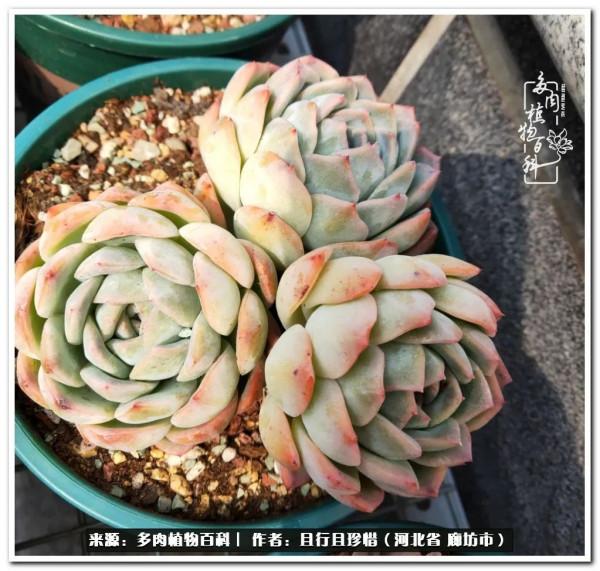 多肉的前世今生——論那些多肉的變化