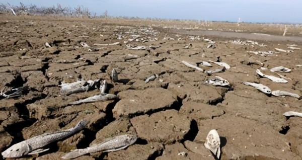 肉鰭魚：人類最該感謝的魚，3.6億年前的某天，它決定登上陸地