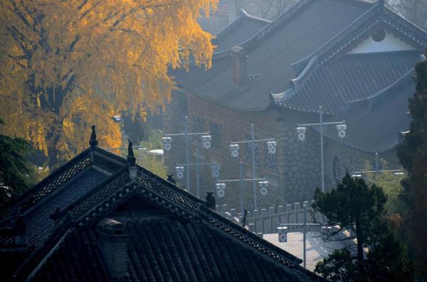 小雪節氣陶醉在迷人的銀杏黃中