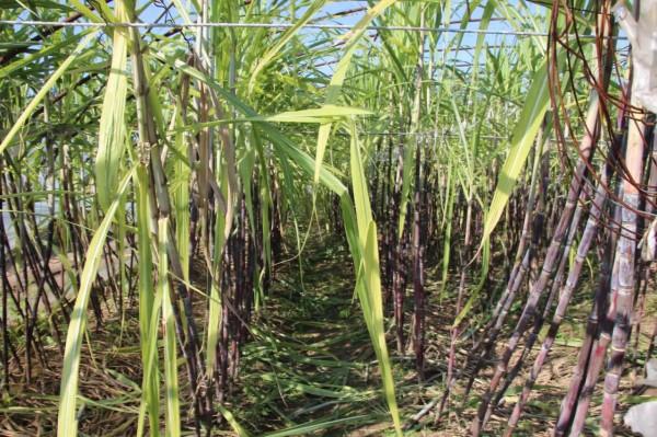 龐各莊甘蔗豐收了