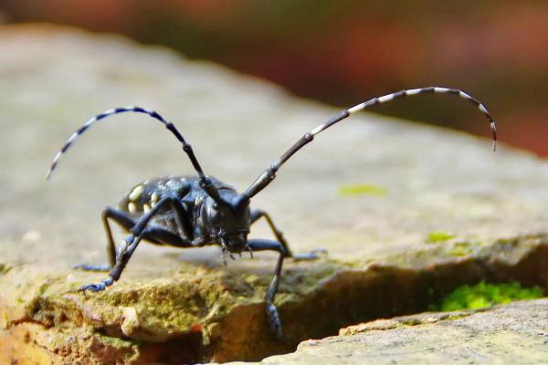 小時候抓過的舉個手,滿滿的都是回憶 小時候抓過的舉個手,滿滿的都是回憶