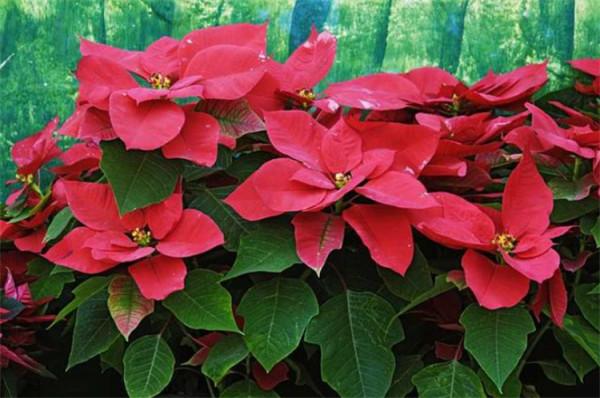 一品紅花有毒嗎?家裡可以養嗎?給出建議:一些小細節注意到就好 一品紅花有毒嗎?家裡可以養嗎?給出建議:一些小細節注意到就好