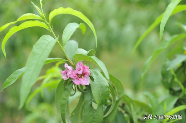 郭坡村的美好生活