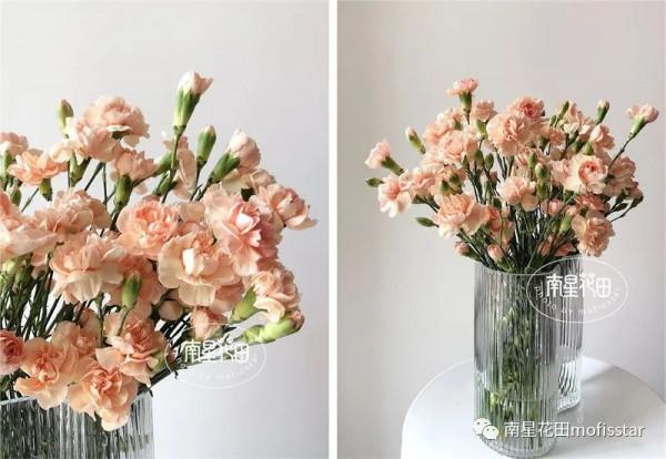 將軍多頭康 · 香檳小酒窩