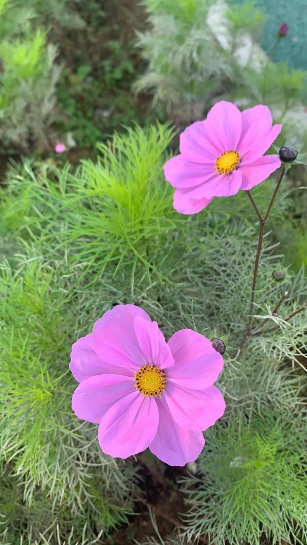 銀子生活日記__2022第一場慢跑 銀子生活日記__2022第一場慢跑