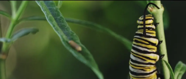 2010年,小夫妻買下1200畝荒地,只為一隻流浪狗,8年後年入千萬 2010年,小夫妻買下1200畝荒地,只為一隻流浪狗,8年後年入千萬