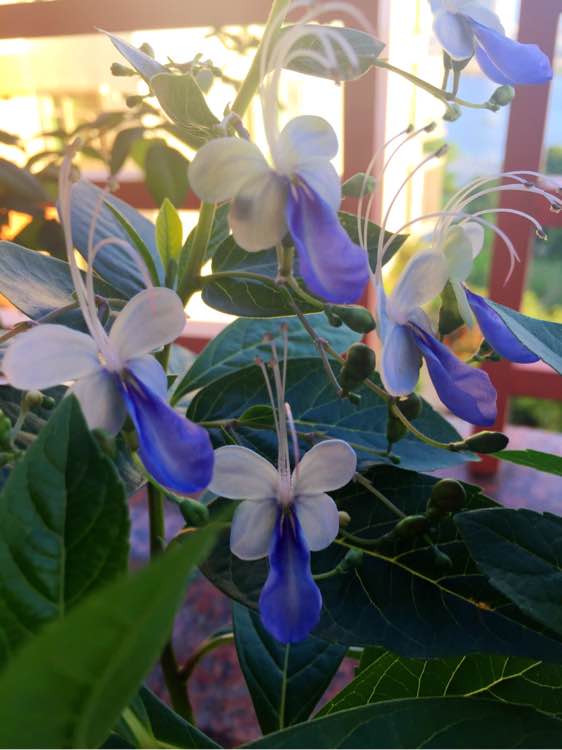 6種“仙氣花”，美麗又動人，家裡養一盆，就像撿到“大寶貝”