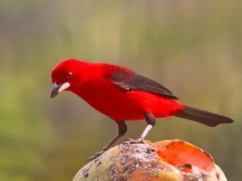 紅色鳥的圖片 紅色鳥的圖片