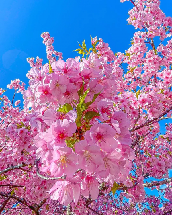 又是一年賞花季