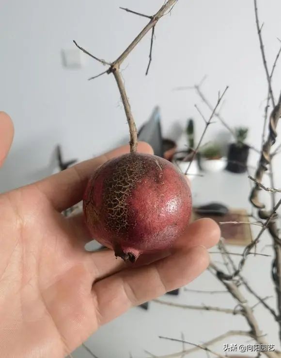 養花竟然能&OpenCurlyDoubleQuote;鎮宅&rdquo;，10種植物，價格便宜好養護，擺在家裡上檔次