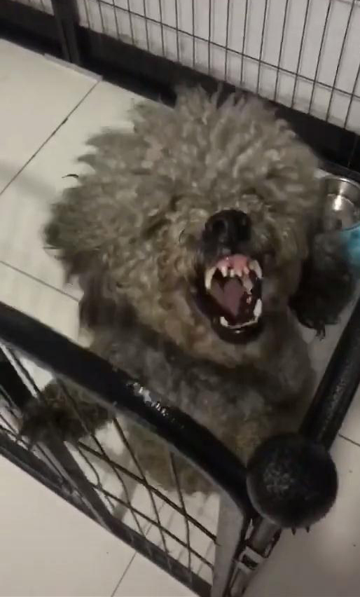 如何照顧好收養的流浪狗?如果耐心不夠,還是別帶回家了 如何照顧好收養的流浪狗?如果耐心不夠,還是別帶回家了