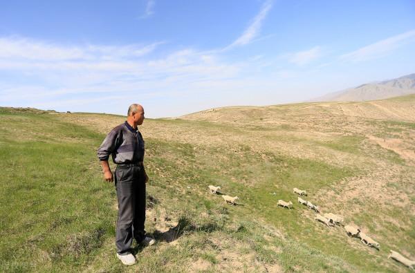 原油漲跌定價中國菜籽油，電商直銷改變蘋果紅棗收購定價體系