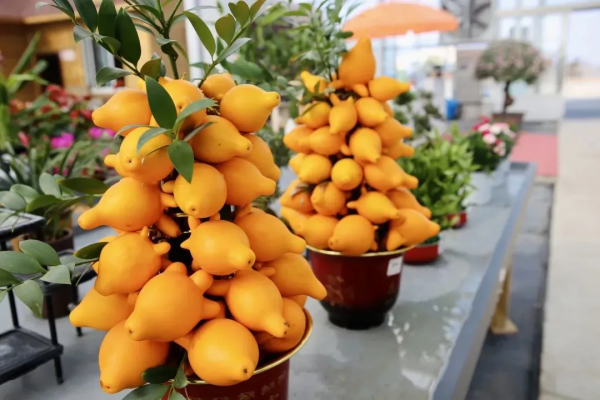 我們的節日 &vert; 給你的年味錦上添&OpenCurlyDoubleQuote;花&rdquo;！