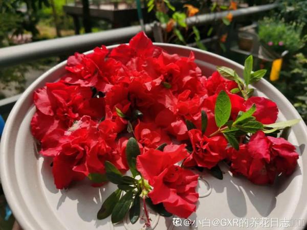 百合開花後，養分消耗太大，補充肥料是關鍵