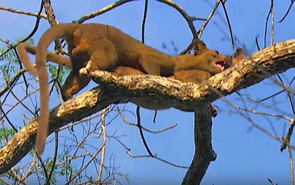 馬島獴:獅身狗嘴貓鬍鬚,如同“縫合怪”,是怎麼進化成這樣的? 馬島獴:獅身狗嘴貓鬍鬚,如同“縫合怪”,是怎麼進化成這樣的?