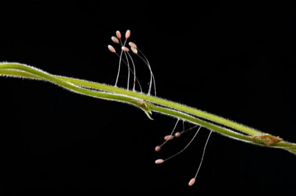 神奇殺手！年幼時奇醜無比、兇猛如獅！長大後美若天仙、人見人愛