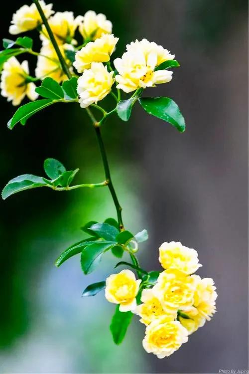 淡雅芬芳木香花