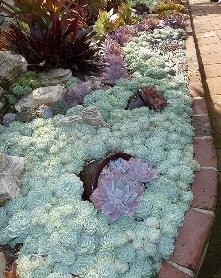 4年時間，靠一腔熱誠打造多肉花園