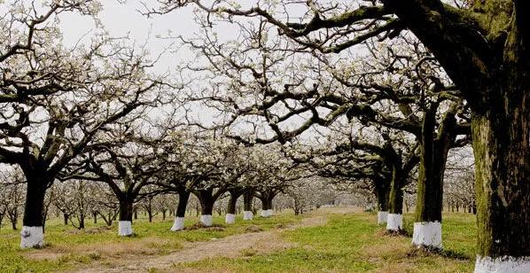 中國旅遊地圖攬勝—北京大興